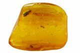 Fossil Fly (Diptera) and Beetle (Coleoptera) In Baltic Amber #150745-3